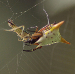 Micrathena bicolor