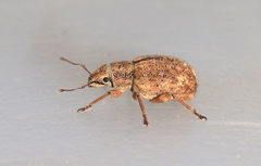 Strophosoma melanogrammum