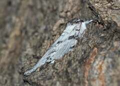 Catocala relicta