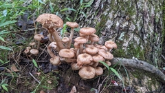 Desarmillaria tabescens