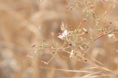 Stephanomeria exigua