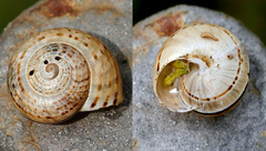 Pseudotachea splendida