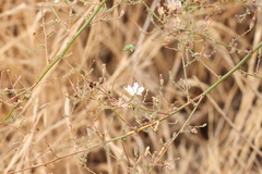 Stephanomeria exigua