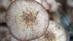 Desarmillaria tabescens