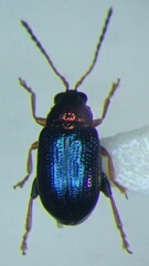 Crepidodera aurata
