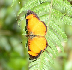 Tegosa anieta