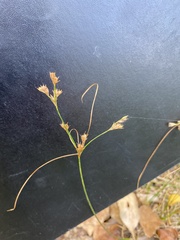 Juncus tenuis