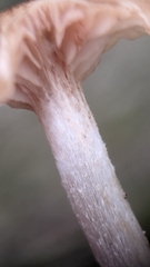 Desarmillaria tabescens