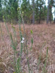 Epacris pulchella