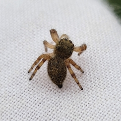 Phidippus