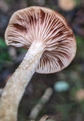 Desarmillaria tabescens