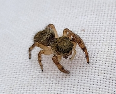 Phidippus