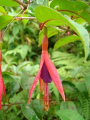 Fuchsia regia