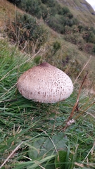 Macrolepiota mastoidea
