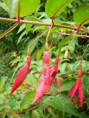 Fuchsia regia