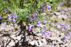 Hedeoma hyssopifolia