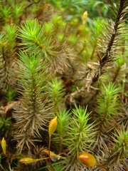 Polytrichum juniperinum