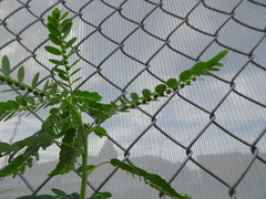 Phyllanthus fraternus