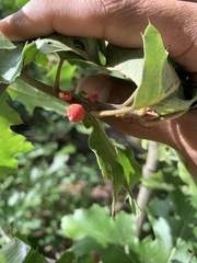 Kokkocynips imbricariae