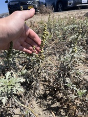 Ambrosia chamissonis