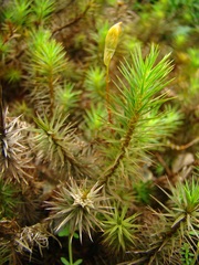 Polytrichum juniperinum