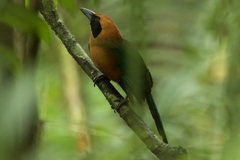 Baryphthengus martii