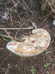 Ganoderma