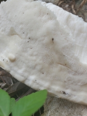 Ganoderma