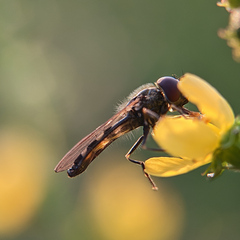 Platycheirus scutatus