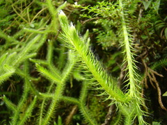 Lycopodium