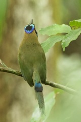 Momotus subrufescens