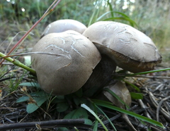 Boletus barrowsii