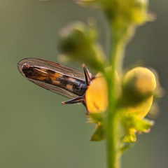 Platycheirus scutatus