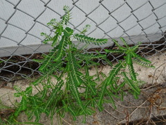 Phyllanthus fraternus