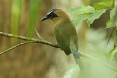 Momotus subrufescens