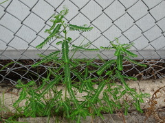 Phyllanthus fraternus