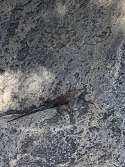 Sceloporus orcutti