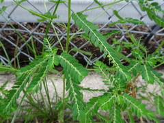 Phyllanthus fraternus