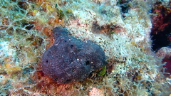Asteropus niger
