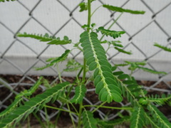 Phyllanthus fraternus