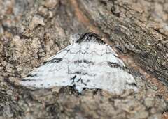 Catocala relicta