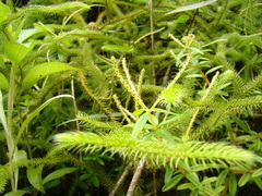 Lycopodium