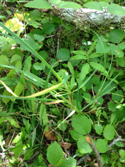 Carex lacustris