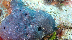 Asteropus niger
