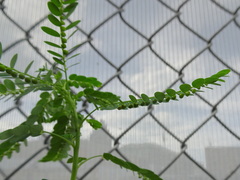 Phyllanthus fraternus