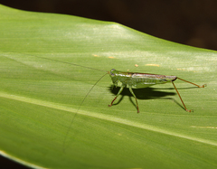 Cephalophlugis cephalotes