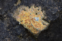 Ionaspis lacustris