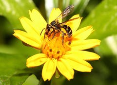 Neocorynura