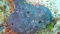 Asteropus niger