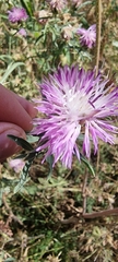 Centaurea iberica